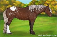Horse Color:Silver Brown Appaloosa 