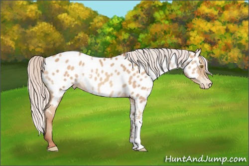 Horse Color:White Spotted Silver Sable Champagne Appaloosa 