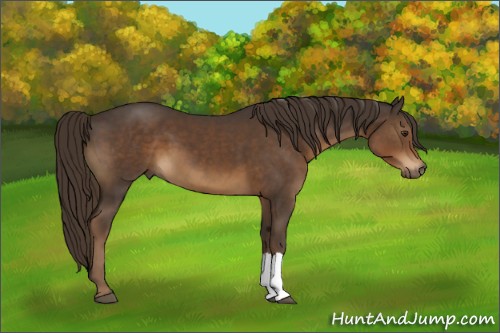 Horse Color:Liver Chestnut 