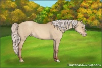 Horse Color:Silver Sable Champagne Dun 