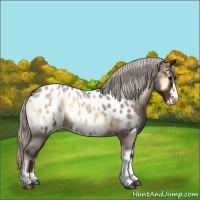 Horse Color:Silver Brown Roan Onyx Appaloosa 