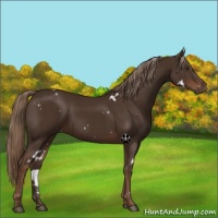 Horse Color:White Spotted Liver Chestnut 