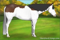 Horse Color:Brown Splash