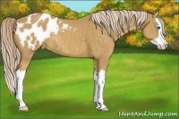 Horse Color:Palomino Sabino Splash Appaloosa