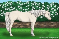 Horse Color:Cremello 