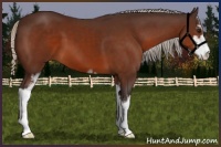 Horse Color:Silver Brown Sabino 