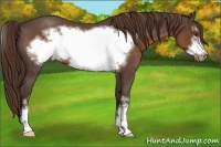Horse Color:Liver Red Roan Sabino Frame 