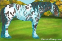 Horse Color:Thunderstruck White Spotted Liver Chestnut Appaloosa 