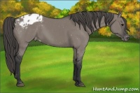 Horse Color:Grullo Varnish 