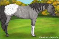 Horse Color:Grullo Roan Appaloosa