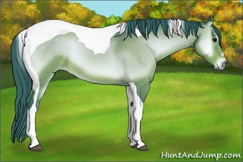 Horse Color:Watercolor Bay Onyx Tobiano 