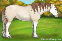 Horse Color:Bay Pearl Dun Splash