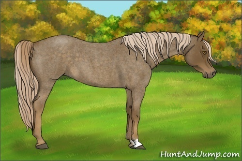 Horse Color:Chocolate Palomino Roan