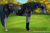 Horse Color:ERROR: UNKNOWN ANOMALY