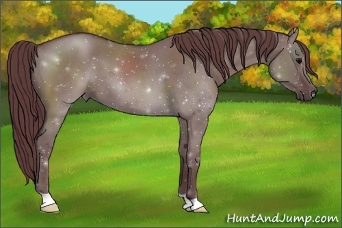 Horse Color:Chocolate Grullo Roan