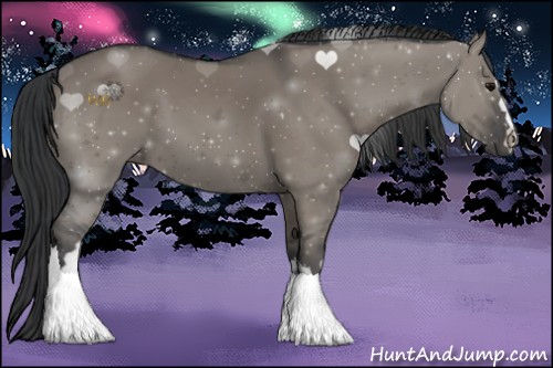 Horse Color:Grullo