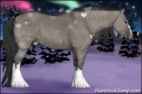 Horse Color:Grullo