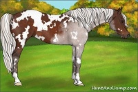 Horse Color:White Spotted Silver Brown