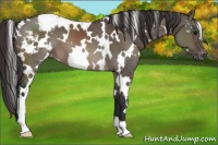 Horse Color:White Spotted Brown Dun Varnish