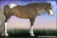 Horse Color:Chocolate Palomino Sabino Varnish