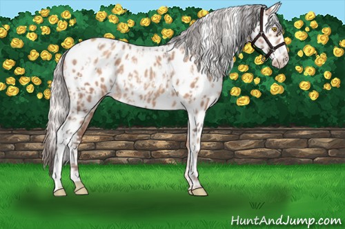 Horse Color:Amber Champagne Appaloosa  and Silver Amber Champagne Appaloosa 