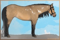 Horse Color:White Spotted Bay Dun