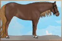 Horse Color:Liver Chestnut 