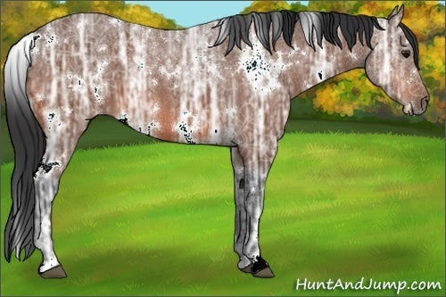 Horse Color:White Spotted Bay Ice 