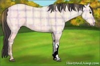 Horse Color:Plaid Buckskin Ice Rabicano