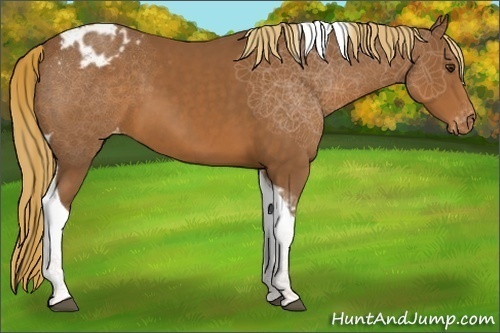 Horse Color:Chestnut Tobiano Appaloosa