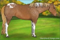 Horse Color:Chestnut Tobiano Appaloosa 