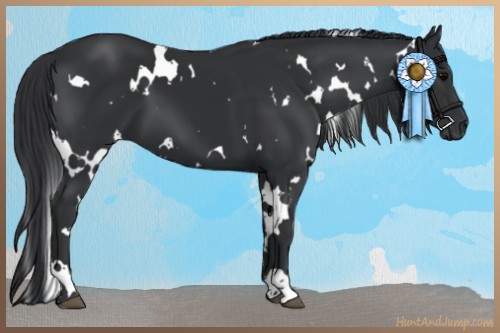 Horse Color:White Spotted Black 