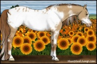 Horse Color:White Spotted Red Dun Sabino Frame Appaloosa 