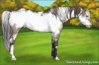 Horse Color:White Spotted Brown Dun Frame Appaloosa 