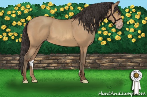 Horse Color:Amber Champagne 