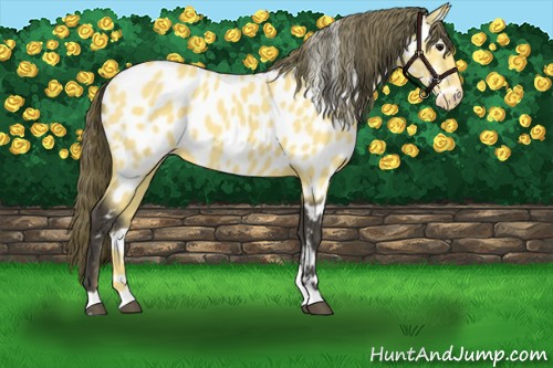 Horse Color:Buckskin Appaloosa 