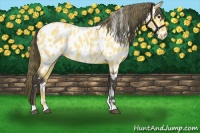 Horse Color:Buckskin Appaloosa