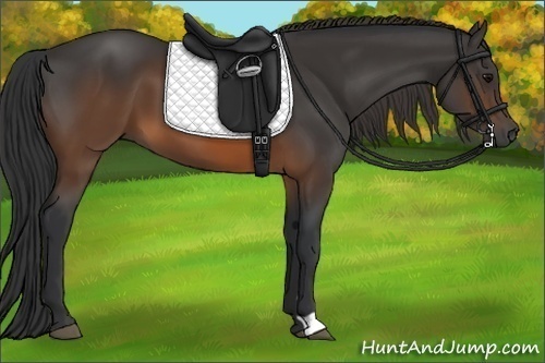 Horse Color:Brown 