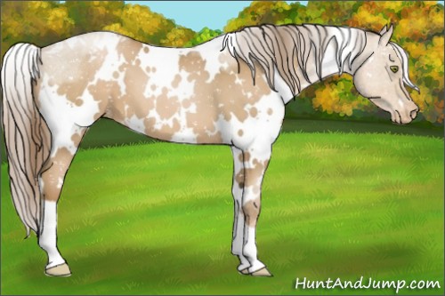 Horse Color:White Spotted Liver Chestnut Pearl Appaloosa 