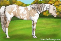 Horse Color:White Spotted Liver Chestnut Pearl Appaloosa 