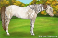 Horse Color:White Spotted Liver Chestnut Ice Pearl Appaloosa 