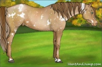 Horse Color:White Spotted Liver Chestnut Pearl Snowflake Varnish