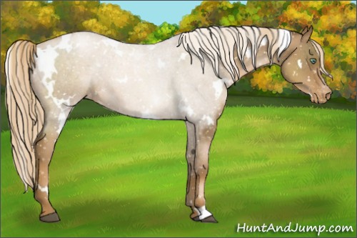 Horse Color:White Spotted Liver Chestnut Pearl Snowflake Varnish