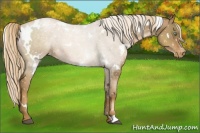 Horse Color:White Spotted Liver Chestnut Pearl Snowflake Varnish