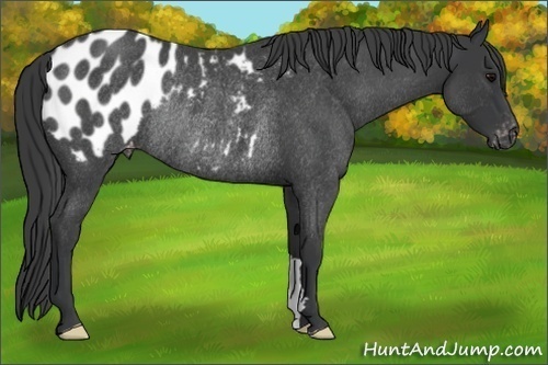 Horse Color:Blue Roan Near Leopard Rabicano