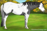 Horse Color:Blue Roan Splash Frame Appaloosa 