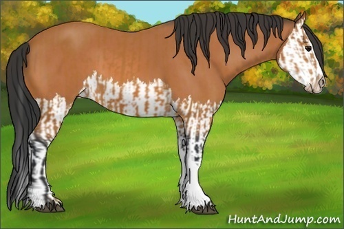 Horse Color:Bay  and Bay Splash 