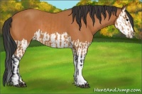 Horse Color:Bay  and Bay Splash 