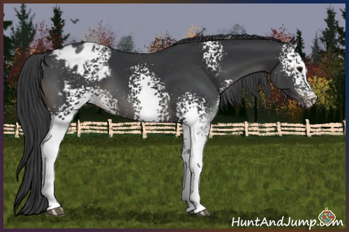 Horse Color:White Spotted Black Sabino Varnish