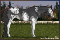 Horse Color:White Spotted Black Sabino Varnish 